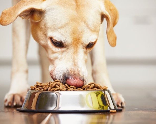 cambios en la dieta de perros