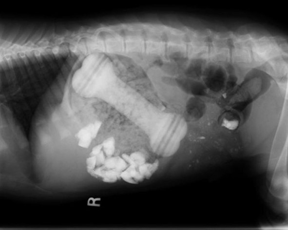 diagnostico de obstrucción intestinal en perros 