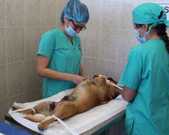 esterilización canina