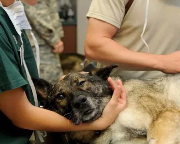 primeros auxilios en perros 