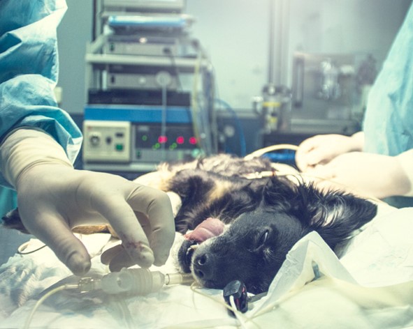 tratamiento de obstrucción intestinal en perros
