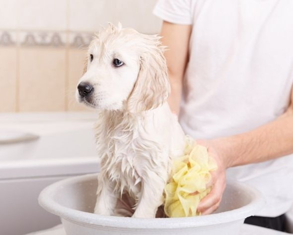 higiene básica en perros