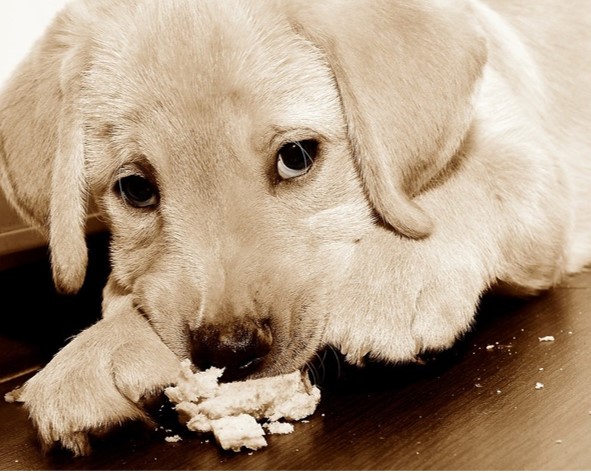 intoxicación por alimentos en perros