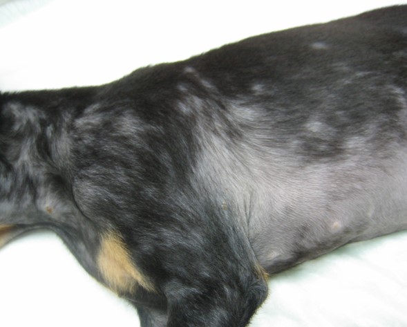 alopecia en perros