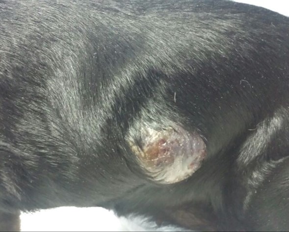 cancer de piel en perros