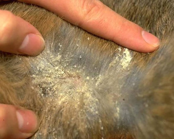 enfermedades de la piel en perros por ácaros