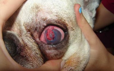 Enfermedades en los ojos de los perros