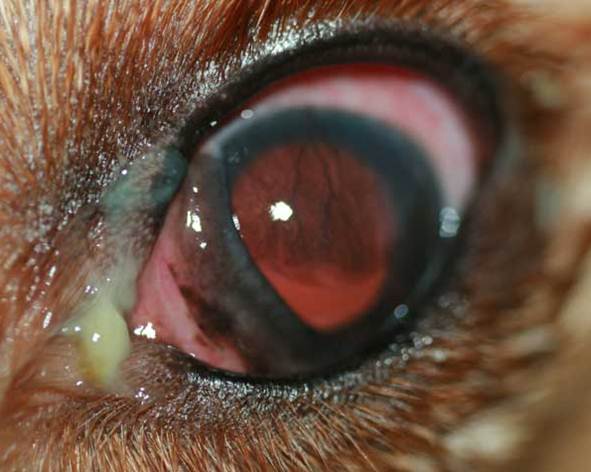 ojo de perro con conjuntivitis